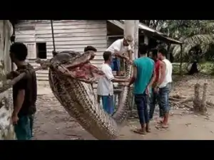 Video: 20 Giant Ancient Ancestors of Modern Creatures